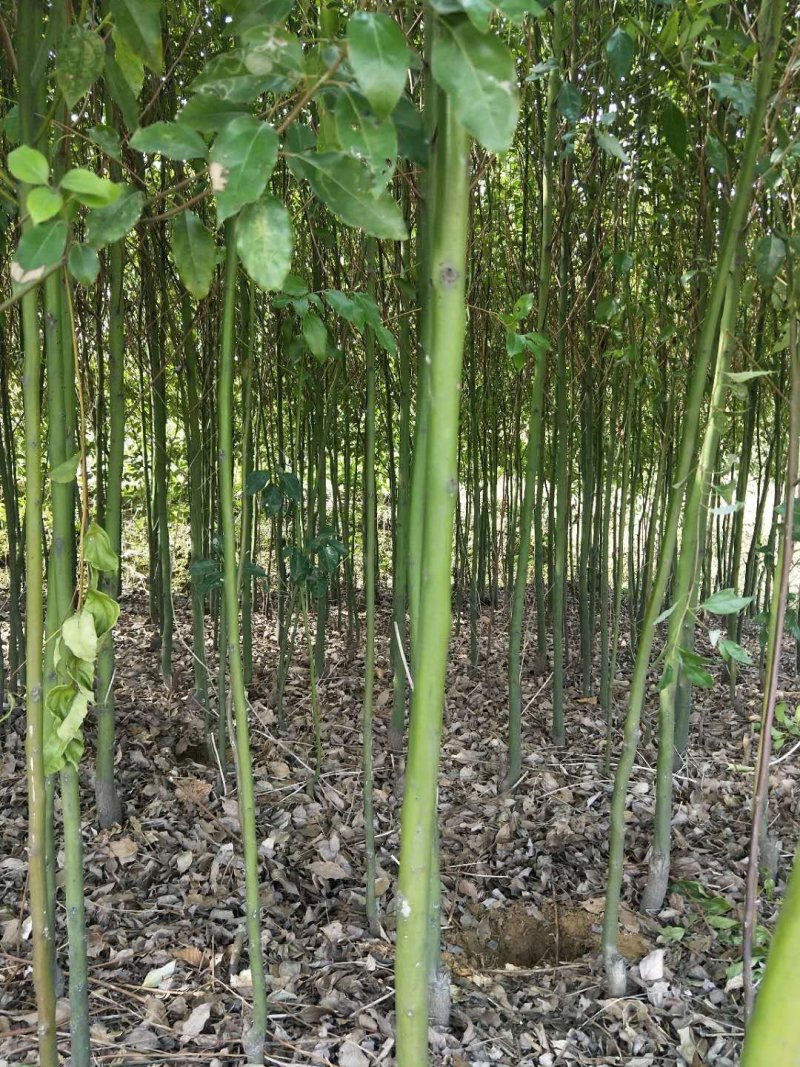 香樟树苗大小叶香樟庭院四季常青驱蚊南北方种植大型工程绿化