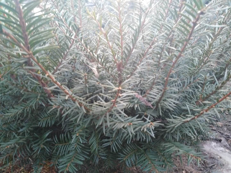 红豆杉自家种植本溪桓仁小苗到一米六高的全有