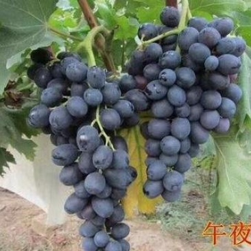 河北昌黎午夜美人葡萄苗早熟天然无核的好品种