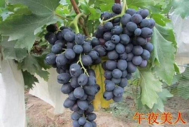 河北昌黎午夜美人葡萄苗早熟天然无核的好品种