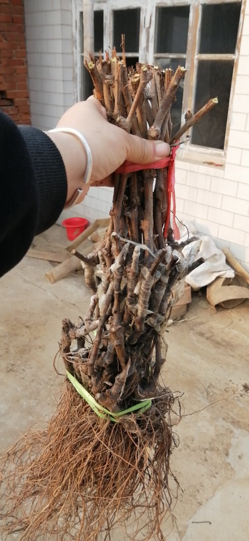 河北昌黎午夜美人葡萄苗早熟天然无核的好品种