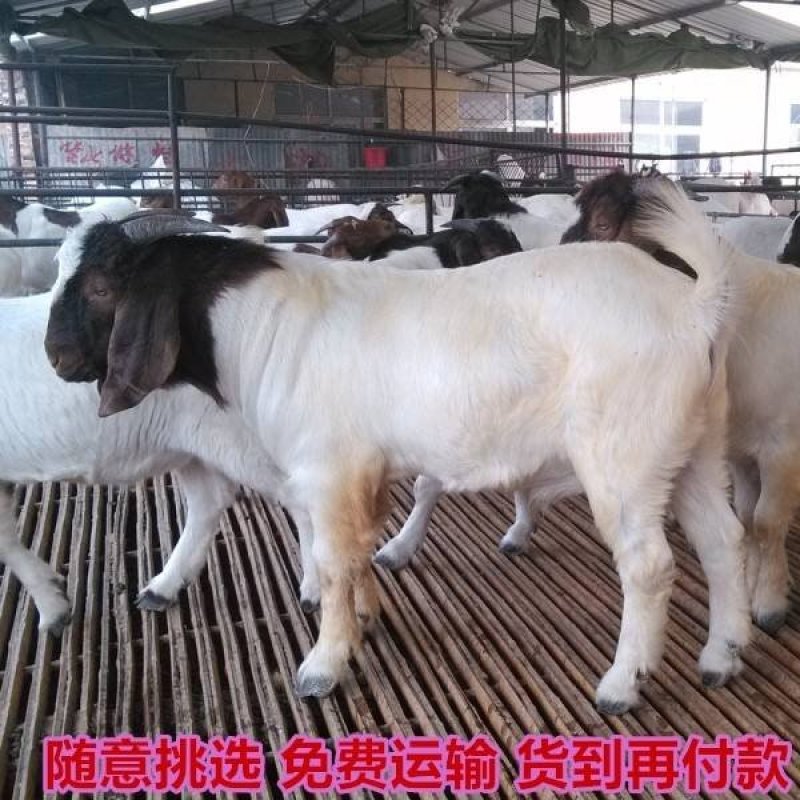 波尔山羊价格纯种波尔山羊种羊羊羔羊崽小羊苗育肥羊羔