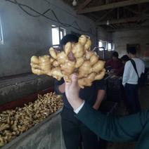 山东临沂市大姜常年大量供应，货源充足，产地大量
