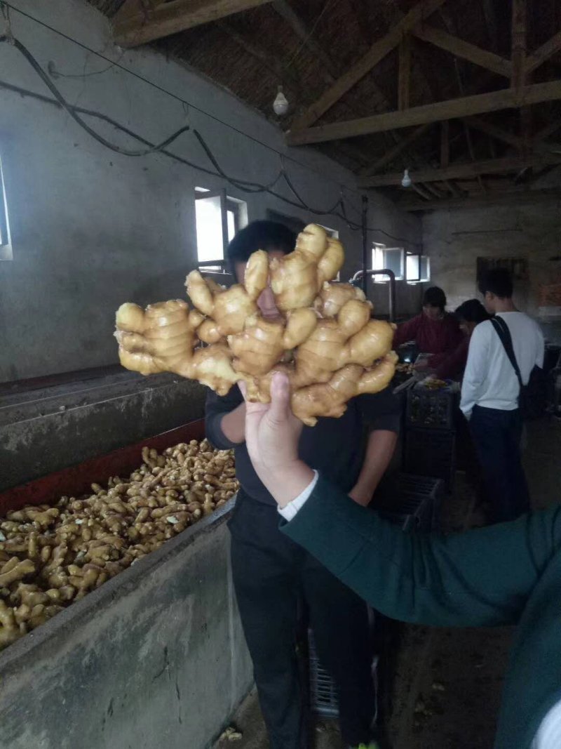 山东临沂市大姜常年大量供应，货源充足，产地大量