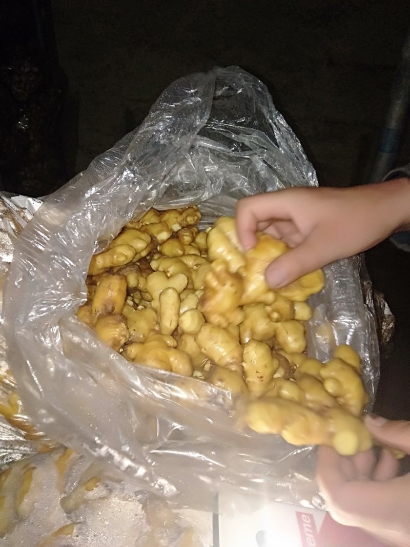 山东临沂市大姜常年大量供应，货源充足，产地大量