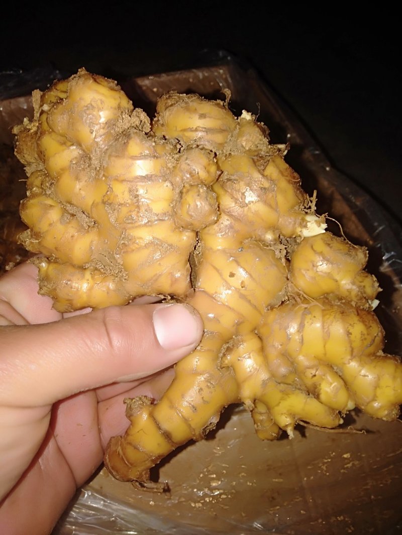 山东临沂市大姜常年大量供应，货源充足，产地大量