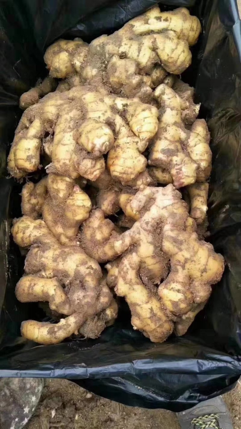 山东临沂市大姜常年大量供应，货源充足，产地大量
