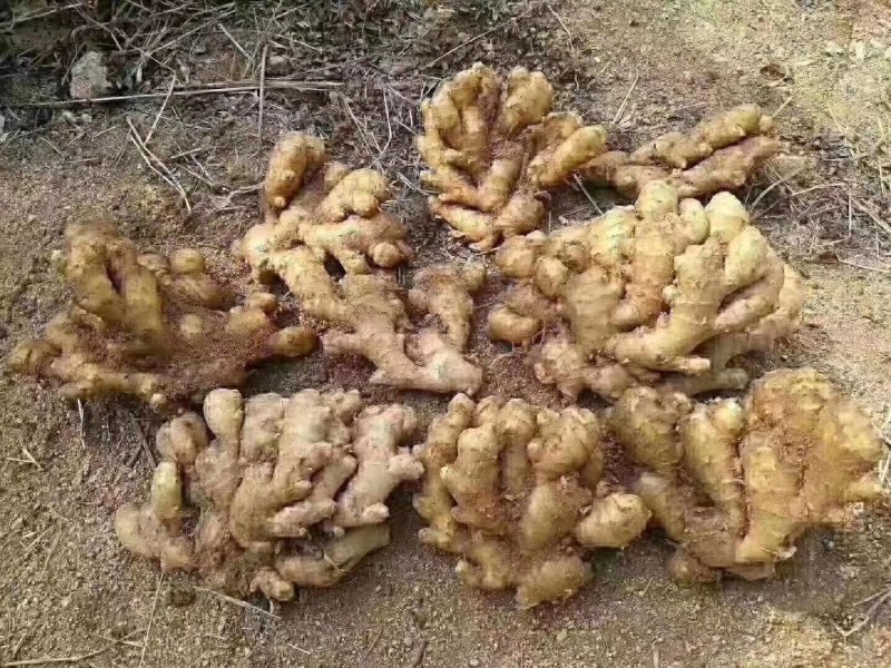 山东临沂市大姜常年大量供应，货源充足，产地大量