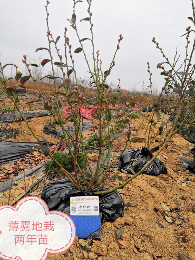 蓝莓苗地栽2年树，带果半斤到2斤左右，性价比超高！