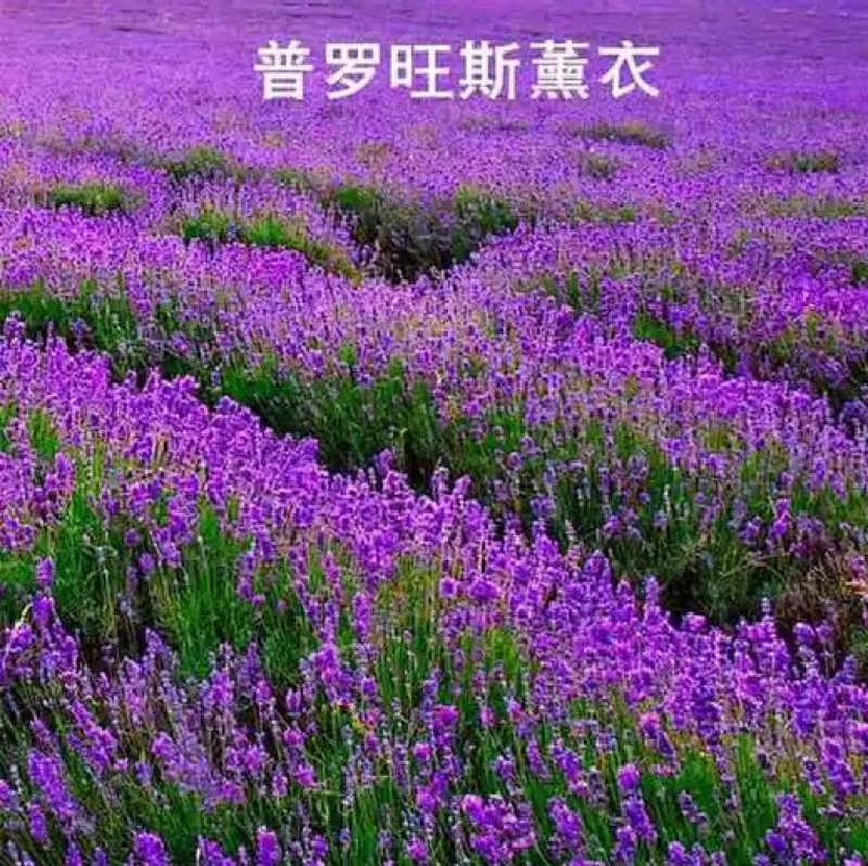 薰衣草种子四季种易法国普罗旺斯活庭院阳台盆栽室内花籽开花
