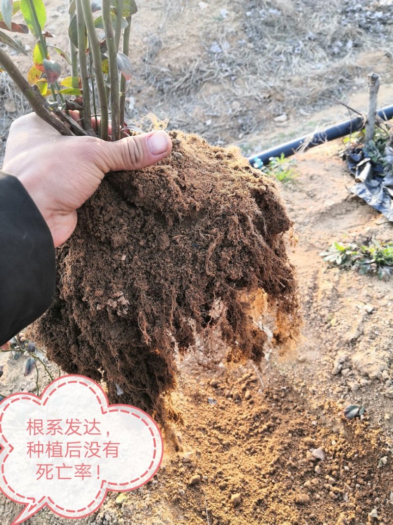 蓝莓苗地栽2年树，带果半斤到2斤左右，性价比超高！