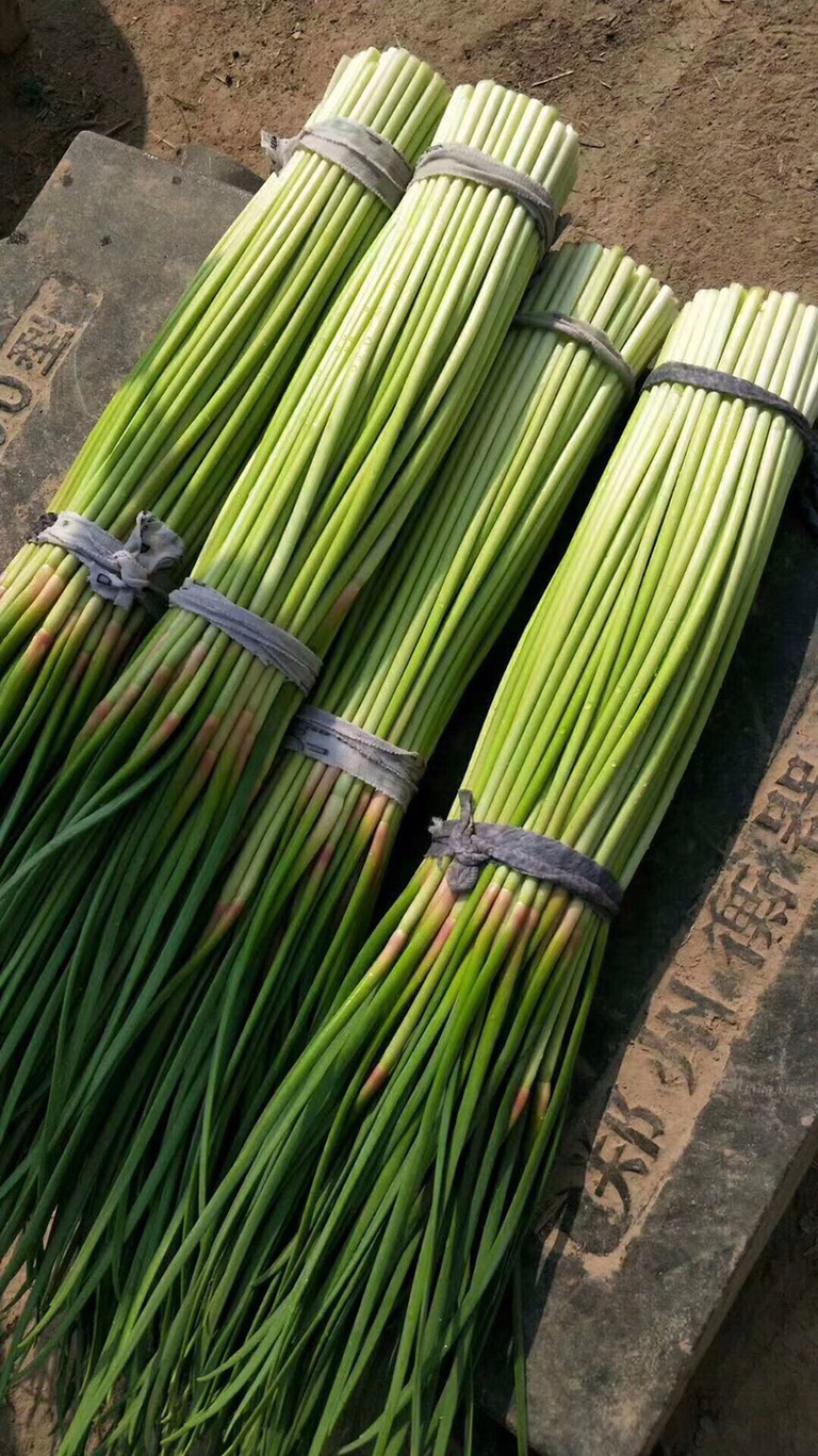 河南开封新鲜红帽蒜苔干苔大量出货中求合作