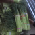河南开封新鲜红帽蒜苔干苔大量出货中求合作