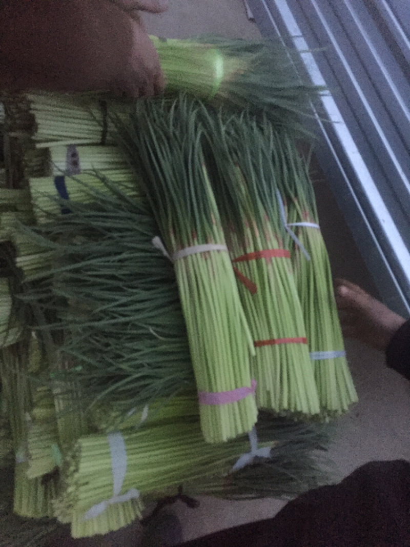 河南开封新鲜红帽蒜苔干苔大量出货中求合作