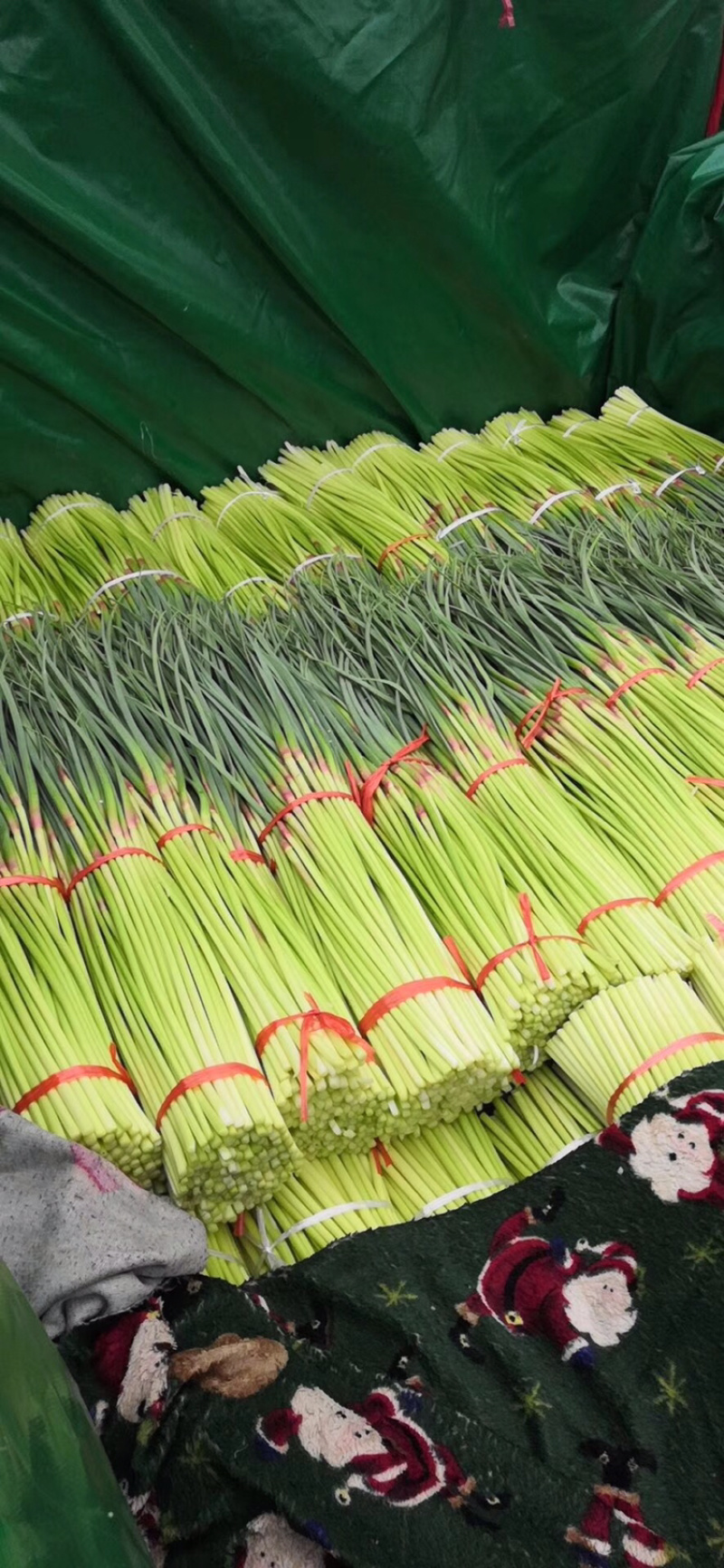 河南开封新鲜红帽蒜苔干苔大量出货中求合作