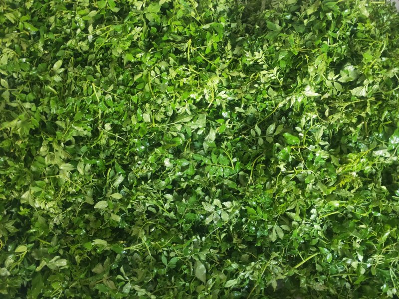 花椒芽花椒嫩叶产地直供大山里的特产无污染