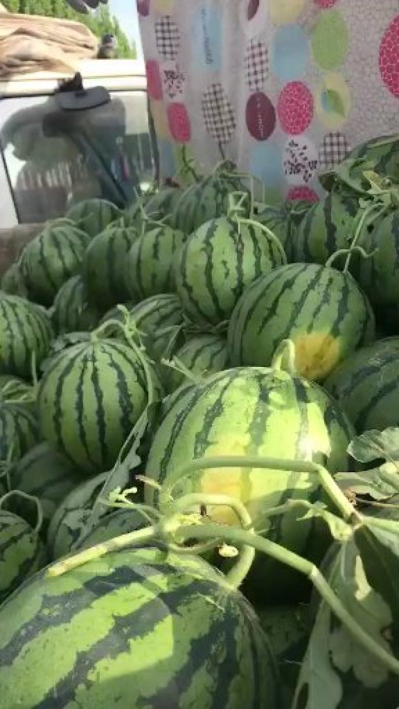 《诚信靠谱》山东潍坊京欣西瓜大量上市了欢迎来电咨询