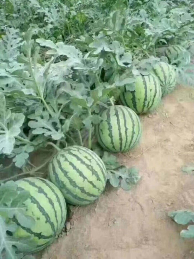 《诚信靠谱》山东潍坊麒麟西瓜大量上市欢迎来电咨询