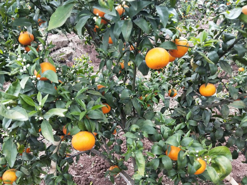 沃柑