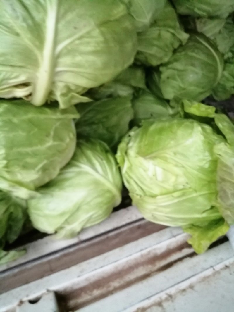 牛心菜