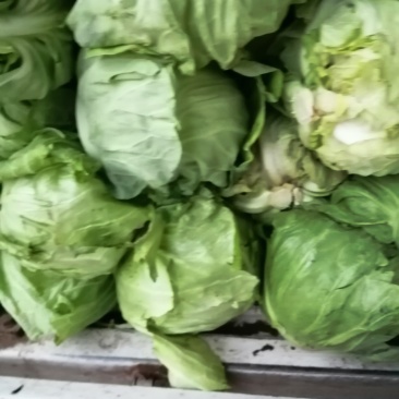 牛心菜