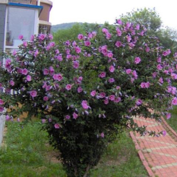 木槿木槿花屏条苗绿化苗木木槿纯瓣木槿量大从优