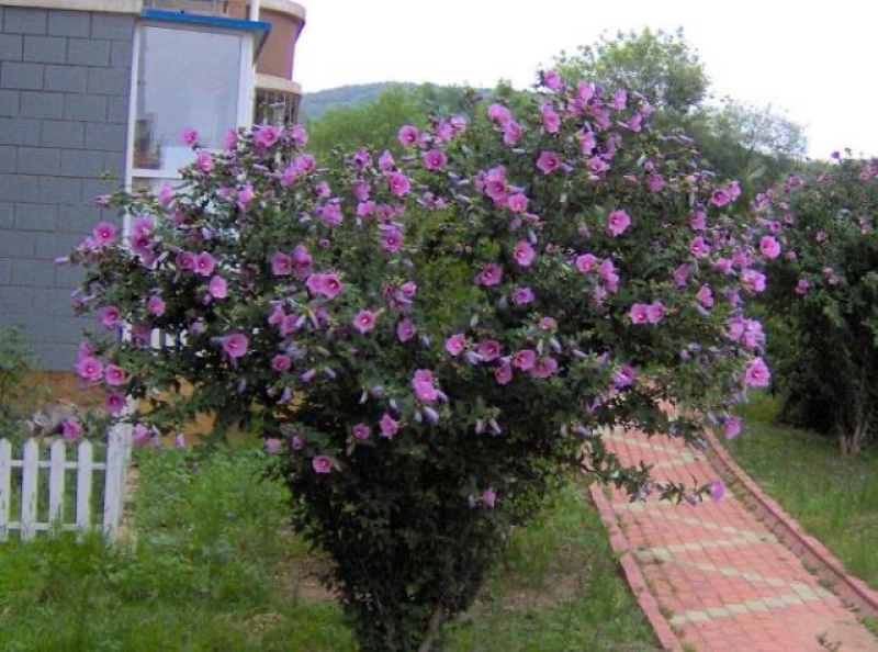 木槿木槿花屏条苗绿化苗木木槿纯瓣木槿量大从优