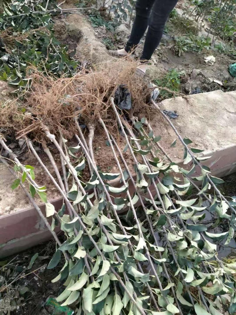 冰糖心苹果苗南北方种植包品种包活