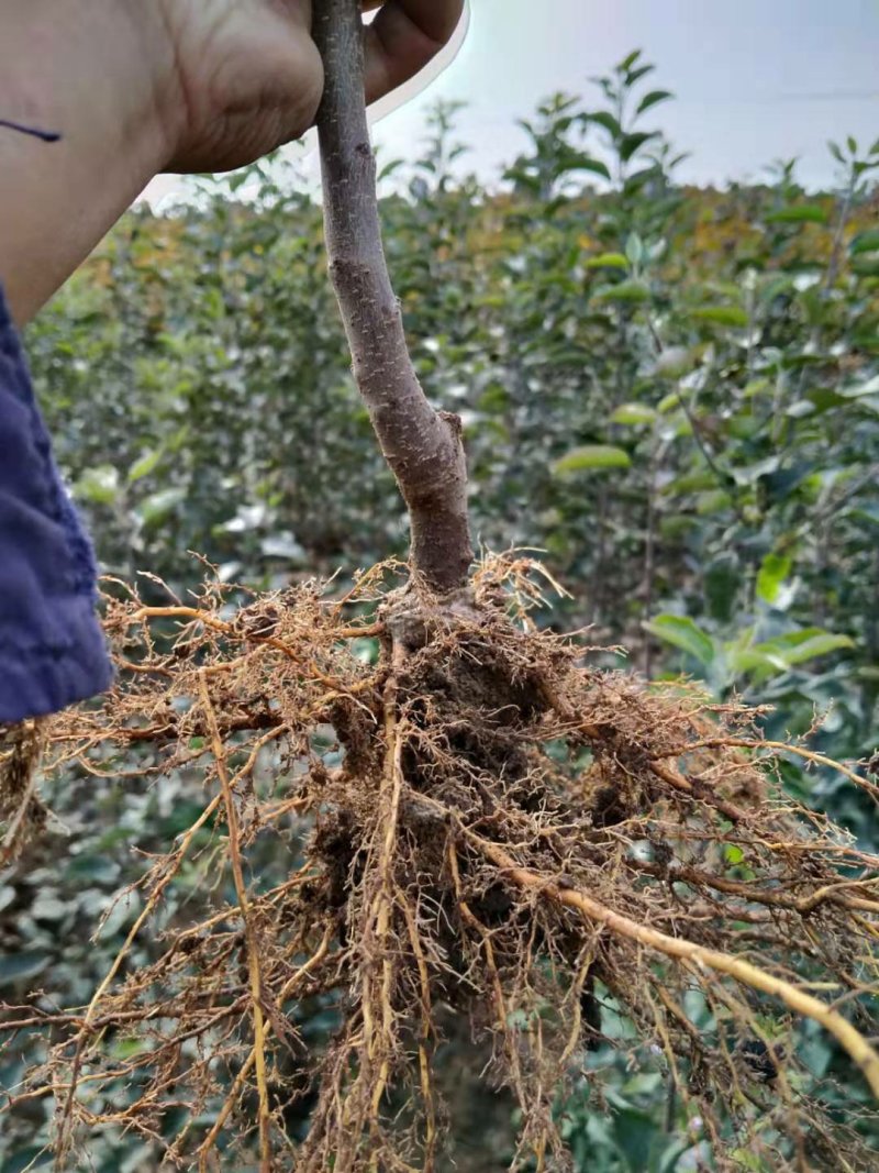 冰糖心苹果苗南北方种植包品种包活