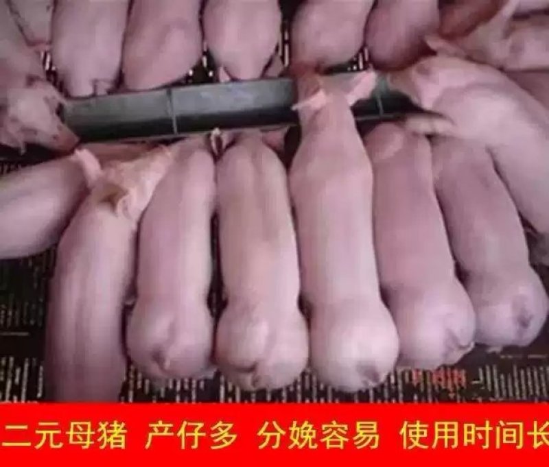 二元母猪