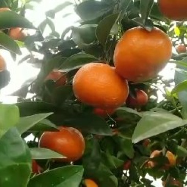 夏橙，甜蜜上市，口感好，糖分充足，红度一级