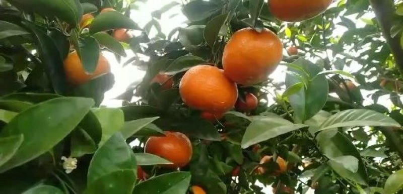 夏橙，甜蜜上市，口感好，糖分充足，红度一级