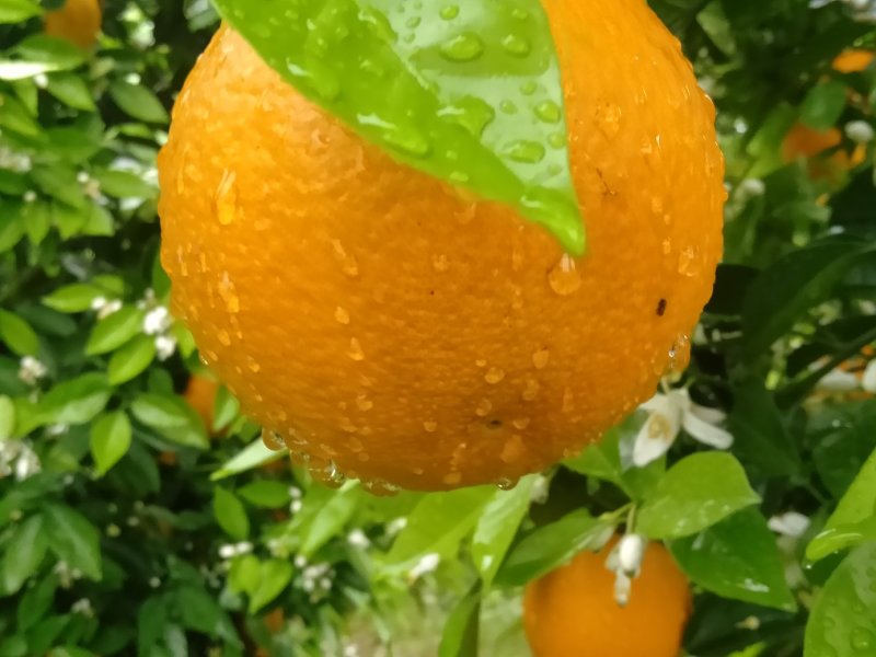 夏橙，甜蜜上市，口感好，糖分充足，红度一级