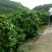 夏橙，甜蜜上市，口感好，糖分充足，红度一级