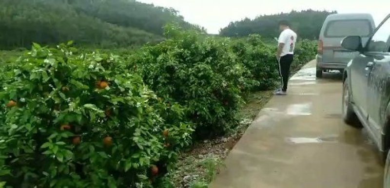夏橙，甜蜜上市，口感好，糖分充足，红度一级