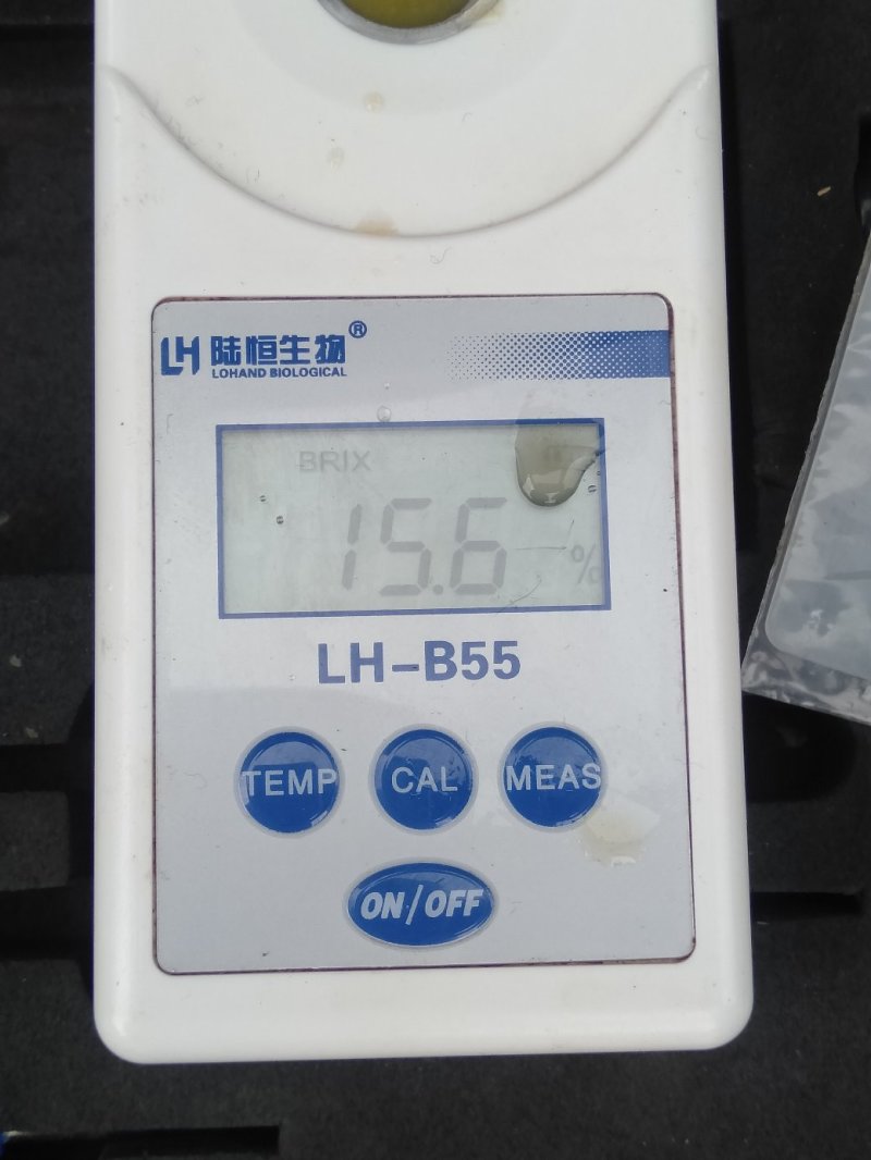 夏橙，甜蜜上市，口感好，糖分充足，红度一级