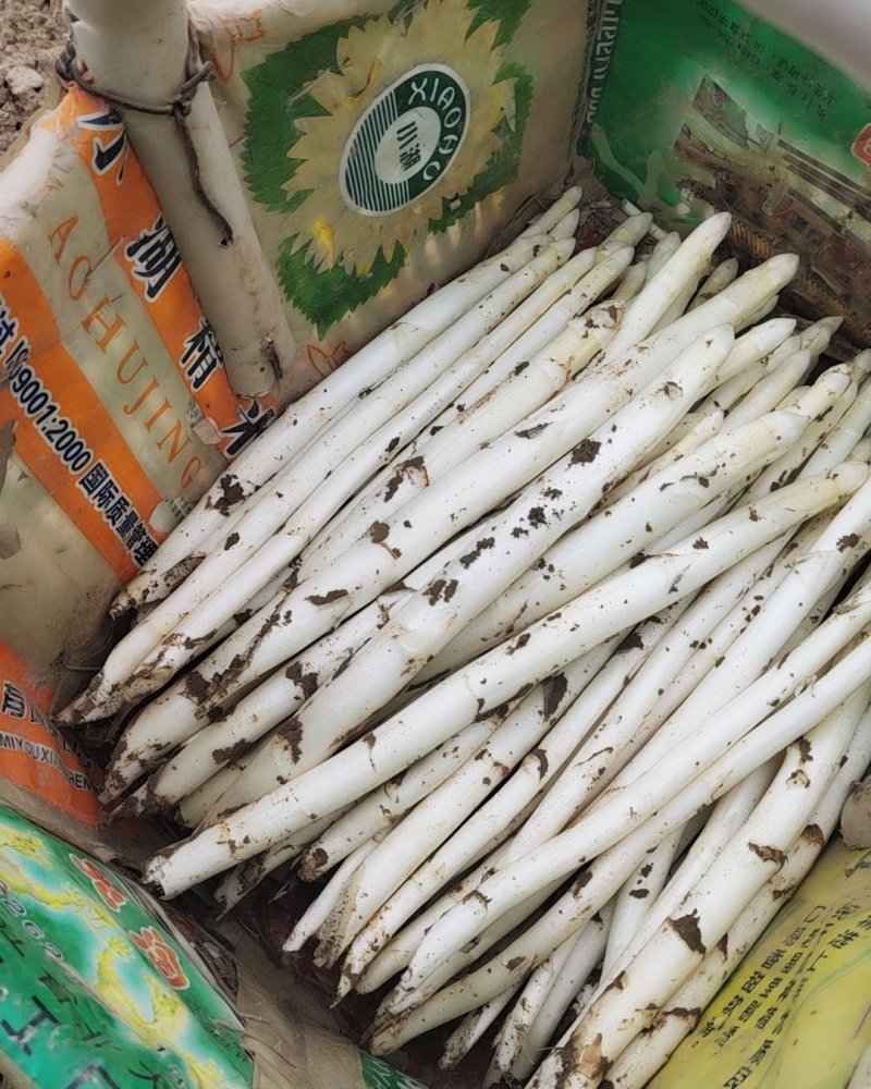产地直供新鲜优质白芦笋量大从优一次合作终生朋友！