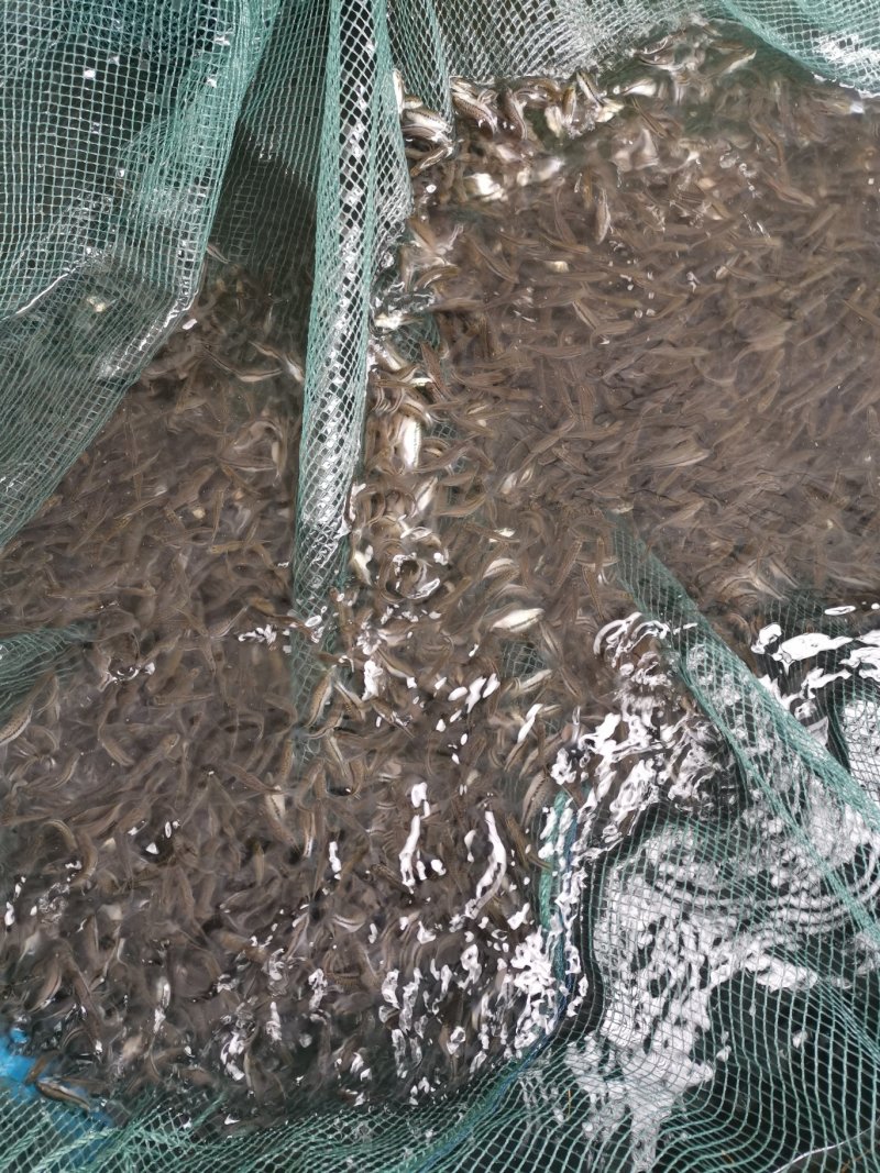 青鱼苗台湾泥鳅苗鲤鱼苗鲫鱼苗草鱼苗翘壳等