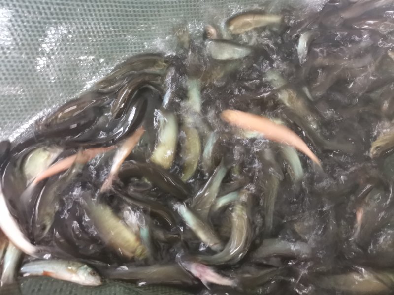 中华鳖苗台湾泥鳅苗鲤鱼苗鲫鱼苗草鱼苗青鱼苗等