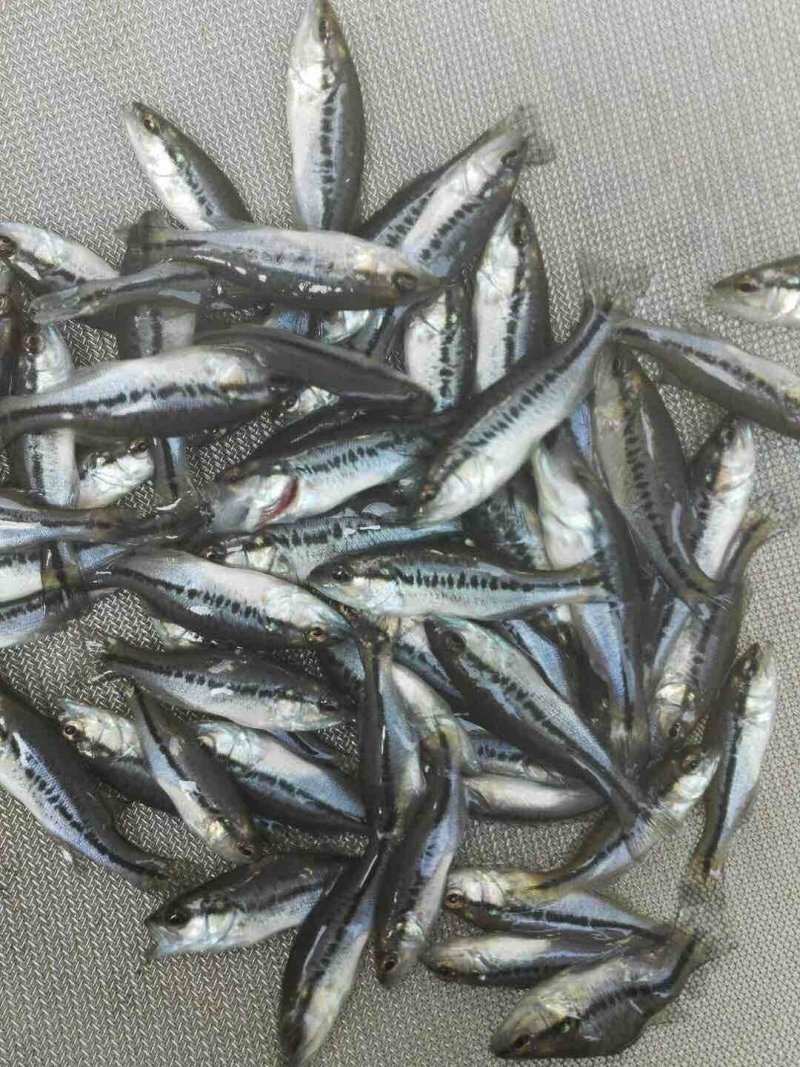 观赏鱼锦鲫鱼苗成品