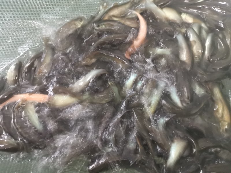 观赏鱼锦鲫鱼苗成品