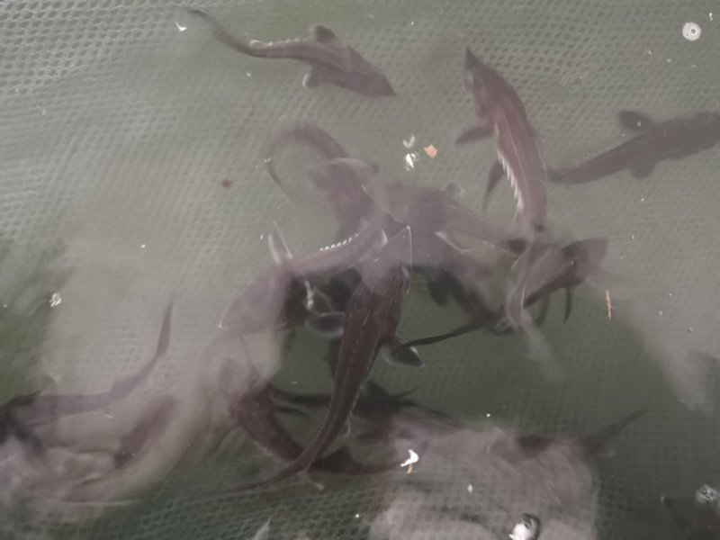 观赏鱼锦鲫鱼苗成品