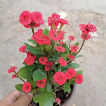 小刺梅，青州基地直发