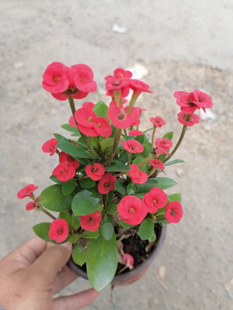 小刺梅，青州基地直发