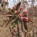 基地出售芭蕾舞海棠地径4-6公分花色漂亮工程绿化