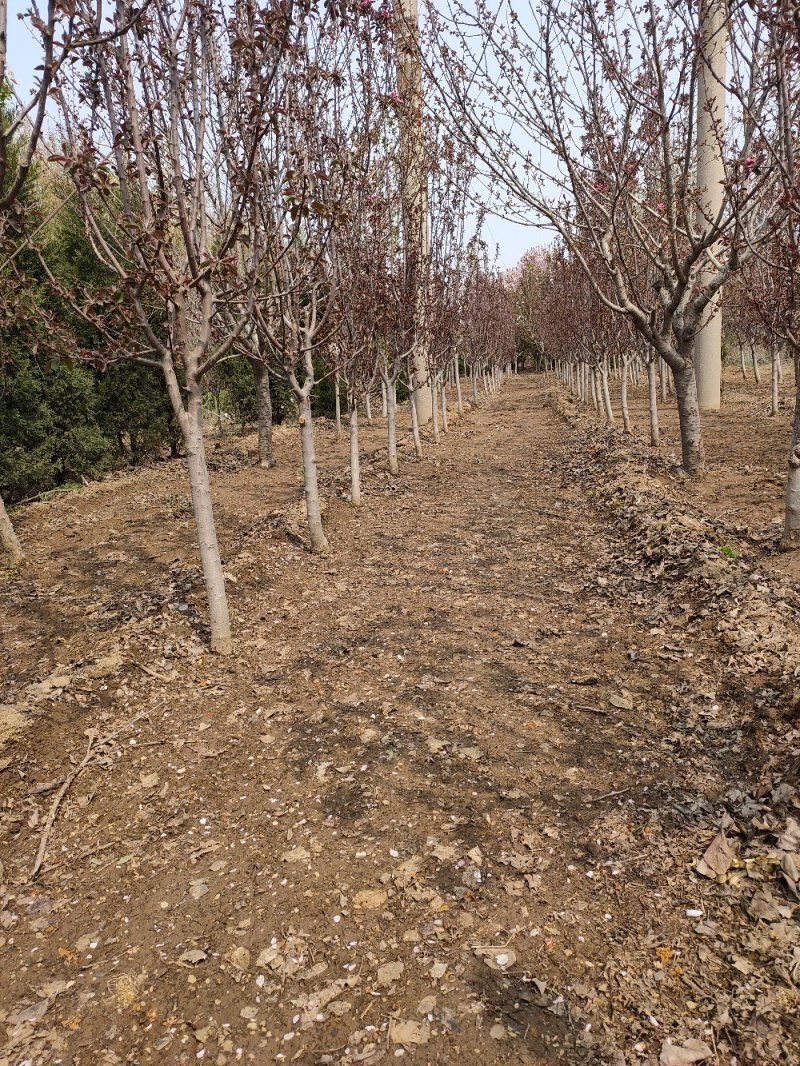 基地出售芭蕾舞海棠地径4-6公分花色漂亮工程绿化