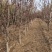 基地出售芭蕾舞海棠地径4-6公分花色漂亮工程绿化