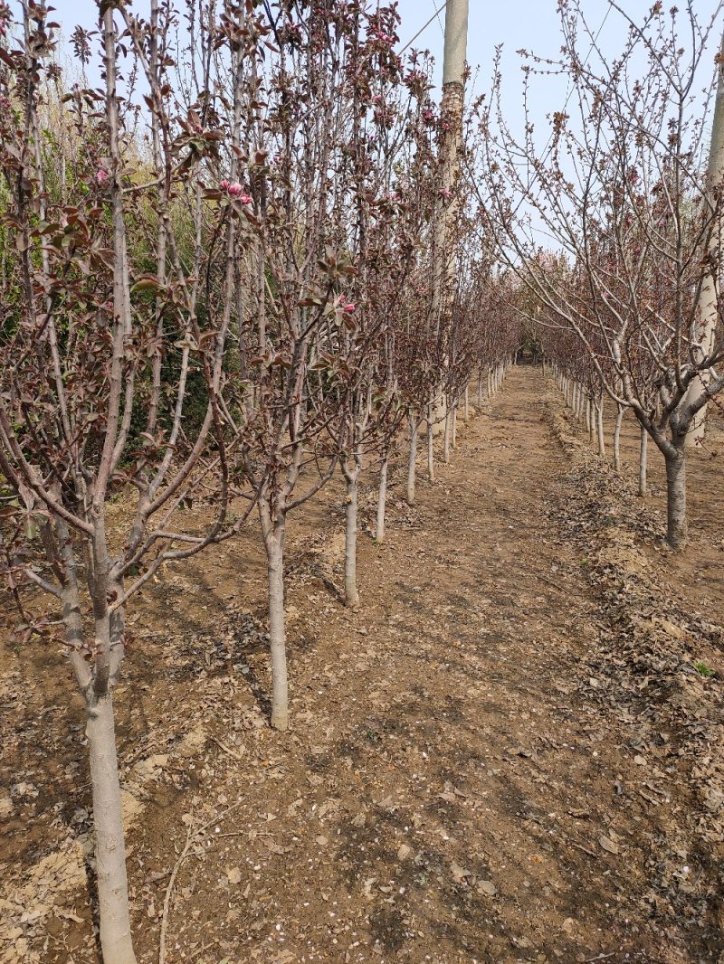 基地出售芭蕾舞海棠地径4-6公分花色漂亮工程绿化