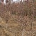 基地出售芭蕾舞海棠地径4-6公分花色漂亮工程绿化