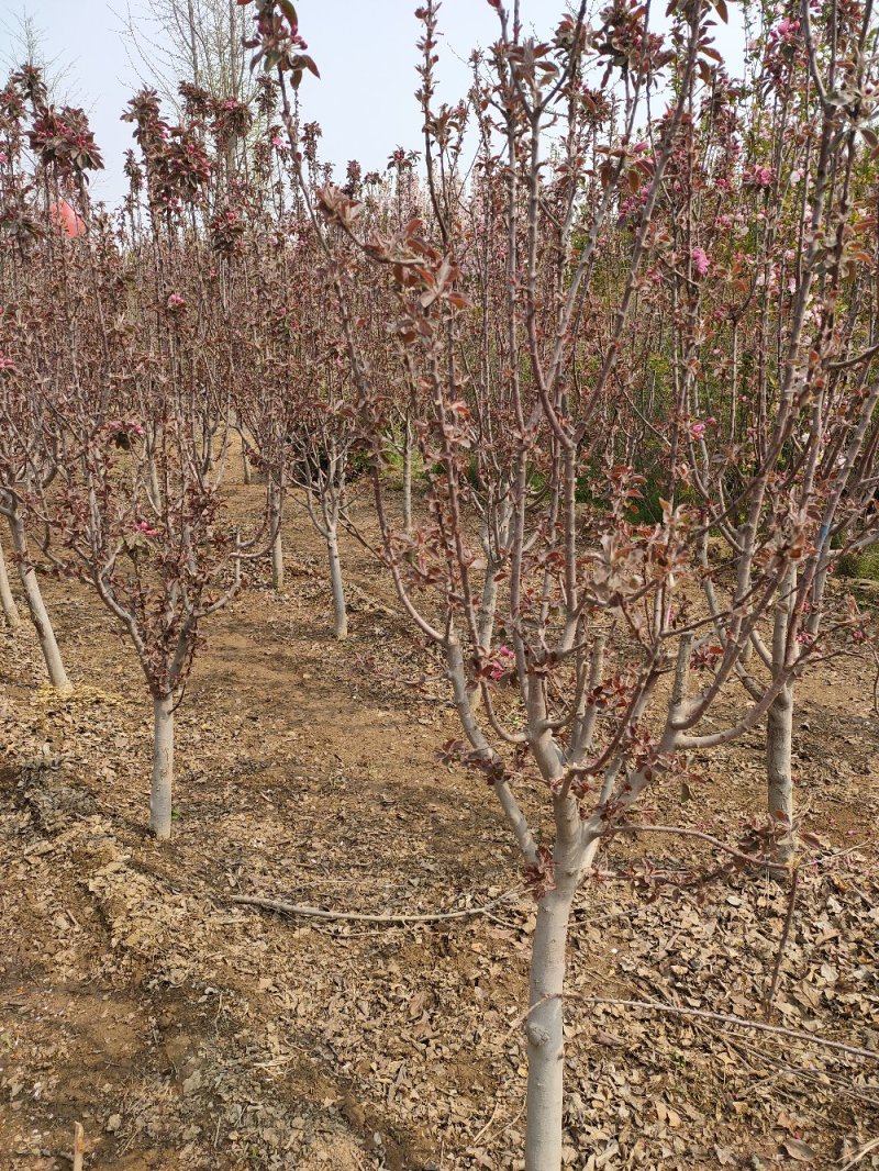 基地出售芭蕾舞海棠地径4-6公分花色漂亮工程绿化